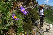Pizzo Pradella (2626 m) con tanti bei fiori, salito da Valgoglio il 9 luglio 2016 - FOTOGALLERY
